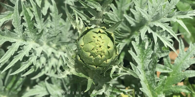 Perennial crops come back season after season, with just a little seasonal upkeep or maintenance needed from you. Good examples of perennial crops to consider adding to your garden are asparagus, strawberries, artichokes, rhubarb, perennial kale, Jerusalem artichoke, I’itoi onions, longevity spinach, and peppers. 