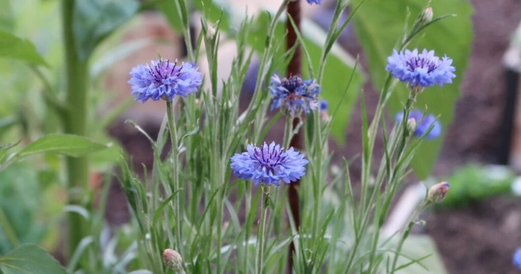 How to Grow Bachelor Buttons_ 5 Tips for Growing Cornflowers