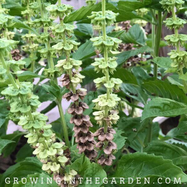 How to grow basil - tips for growing basil