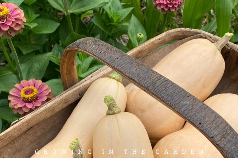 How to Grow Butternut Squash featured image