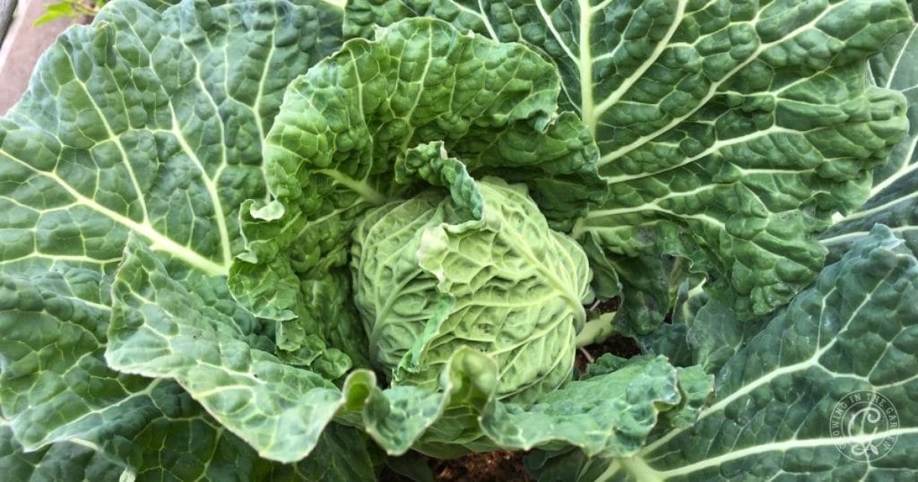 A close-up of a leafy green cabbage growing in a garden, showcasing the healthy results you can achieve by learning how to grow cabbage at home.