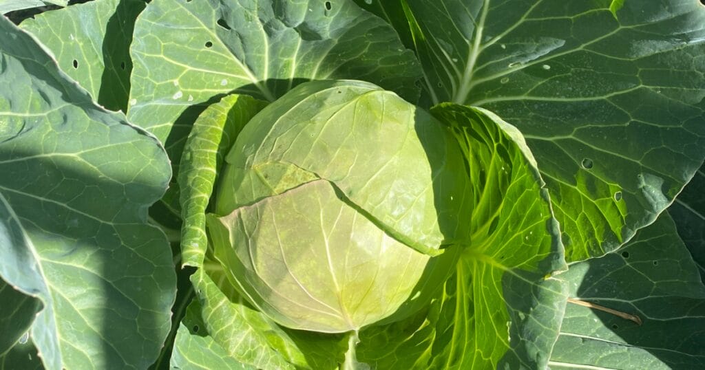 How to grow cabbage