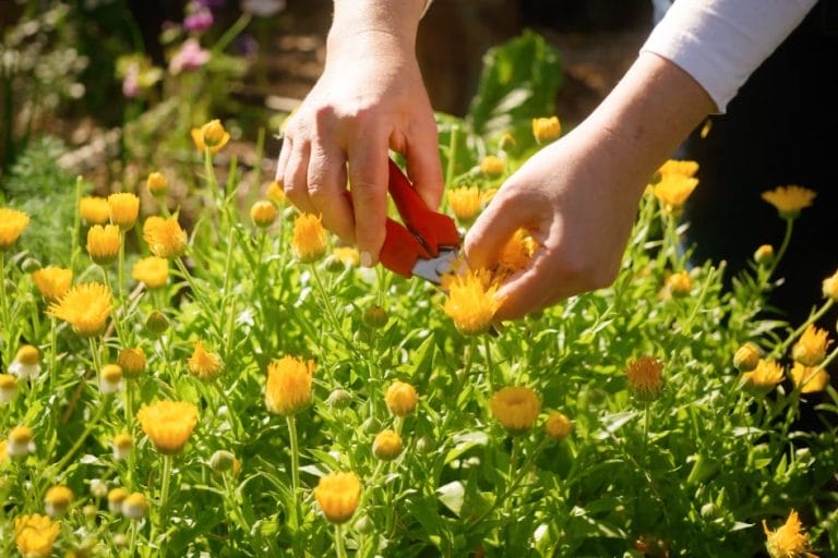 How to Grow and Use Calendula featured image