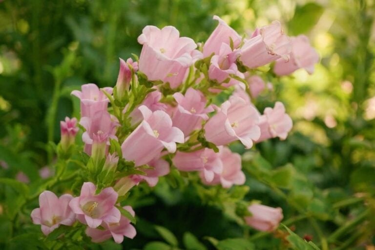 How to Grow Campanula (Canterbury Bells) featured image