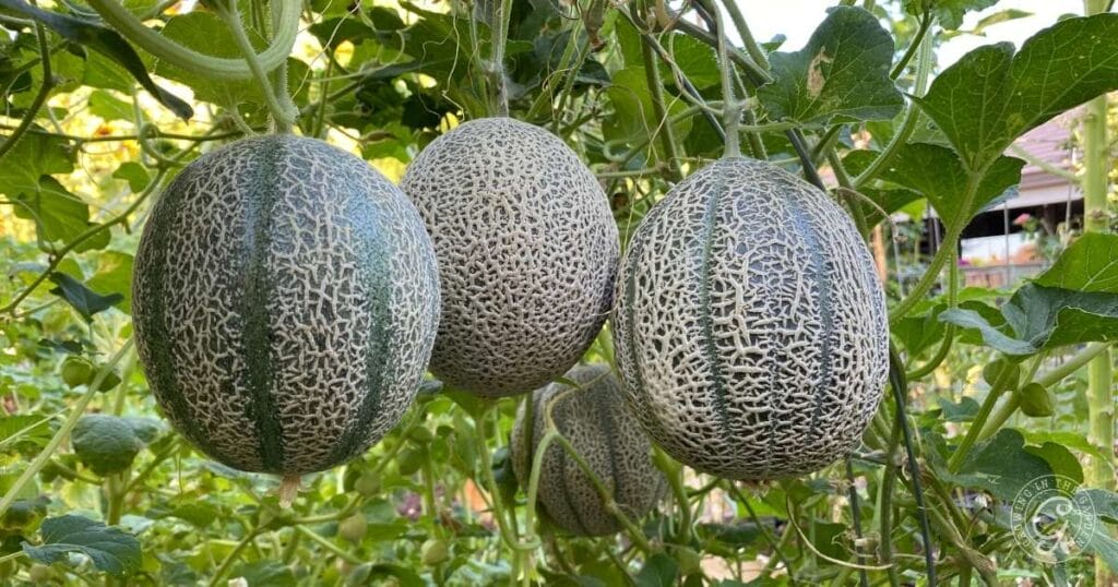 Three cantaloupes hanging from green vines in a garden, surrounded by leaves—a perfect example of how to grow cantaloupe at home.