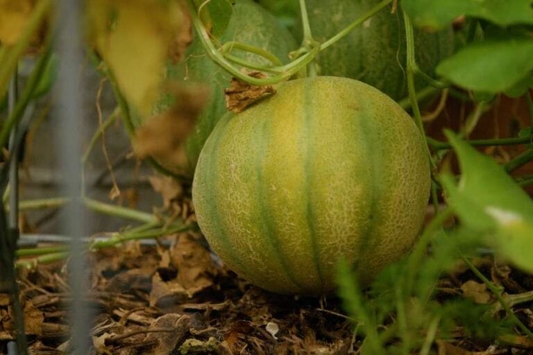 How to Grow Cantaloupe: Tips for a Sweet Harvest featured image