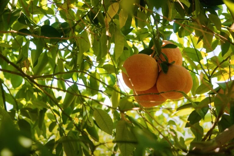 How to Grow Citrus Trees: A Complete Guide featured image