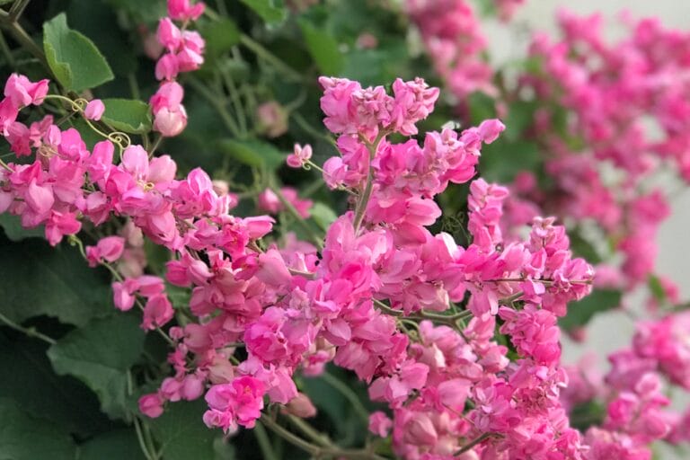 How to Grow Coral Vine: Growing Queen’s Wreath featured image