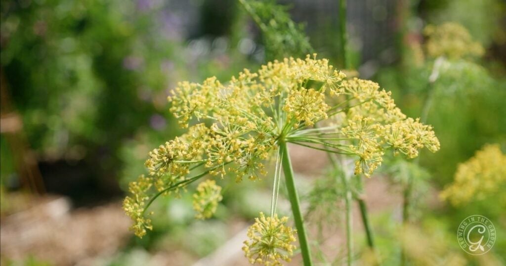 How to Grow Dill_ Planting, Care, and Harvesting Tips