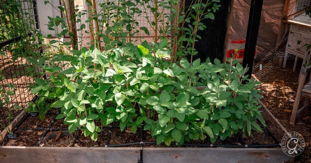 Lush green bean plants growing in a raised wooden garden bed outdoors demonstrate how to grow edamame successfully in your own backyard.