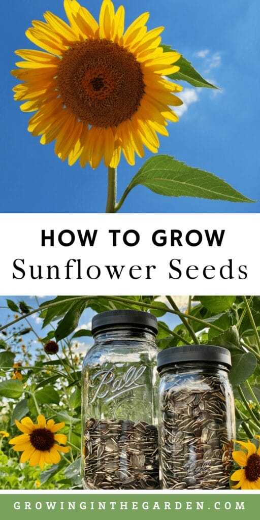 How to grow edible sunflower seeds
