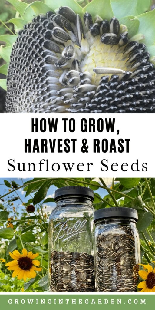 How to grow edible sunflower seeds