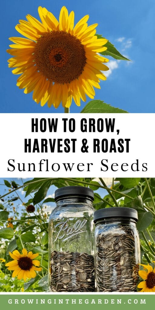 How to grow edible sunflower seeds