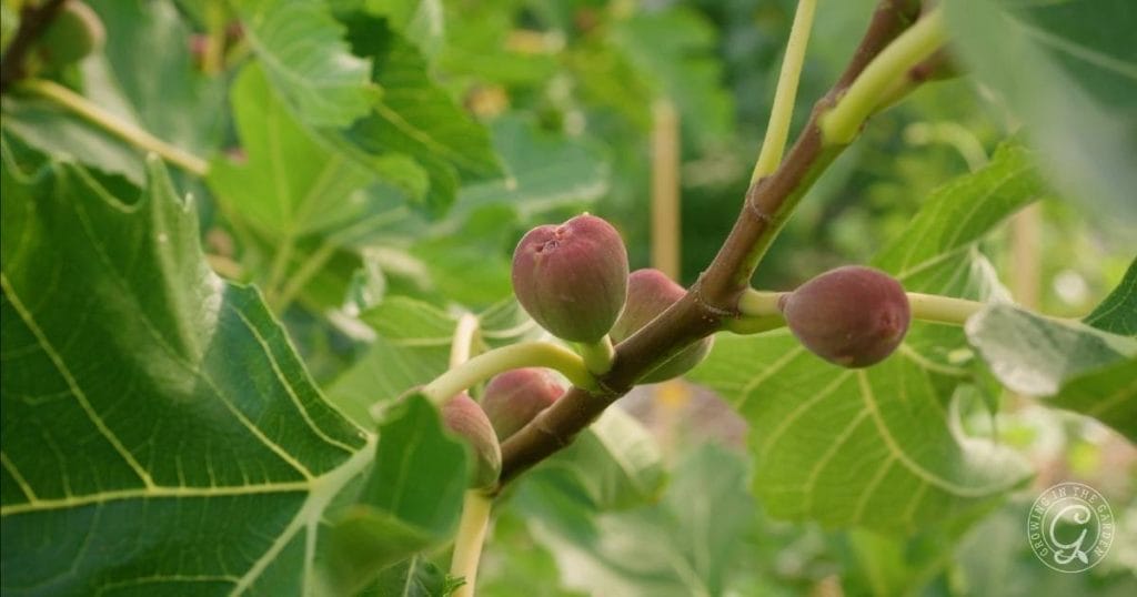How to Grow Figs