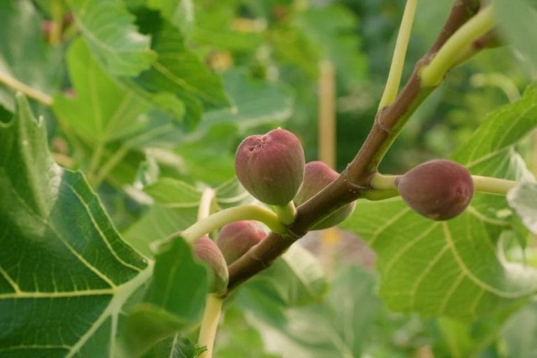 How to Grow Figs: Tips for a Successful Harvest featured image