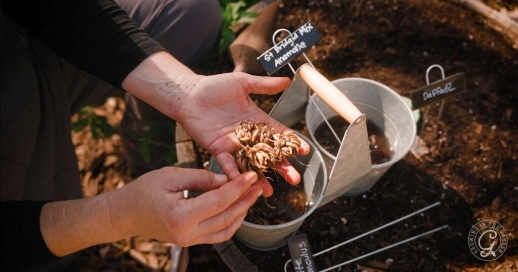 Close-up of hands holding flower bulbs over soil, with gardening tools and plant markers nearby—perfect for learning how to grow bulbs in containers.