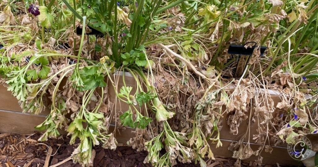Wilting and dried plants hang over the edge of a raised garden bed, showing signs of dehydration—highlighting the importance of watering when learning how to grow bulbs in containers.