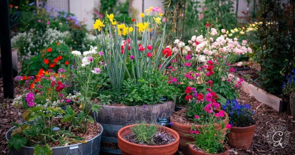Colorful flowers bloom in various pots and barrels in a vibrant, well-tended garden, showcasing the beauty of how to grow bulbs in containers.