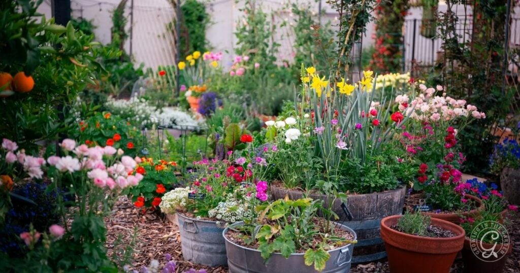 Colorful flowers bloom in various pots and barrels, showcasing a vibrant garden setting—perfect inspiration for anyone learning how to grow bulbs in containers.