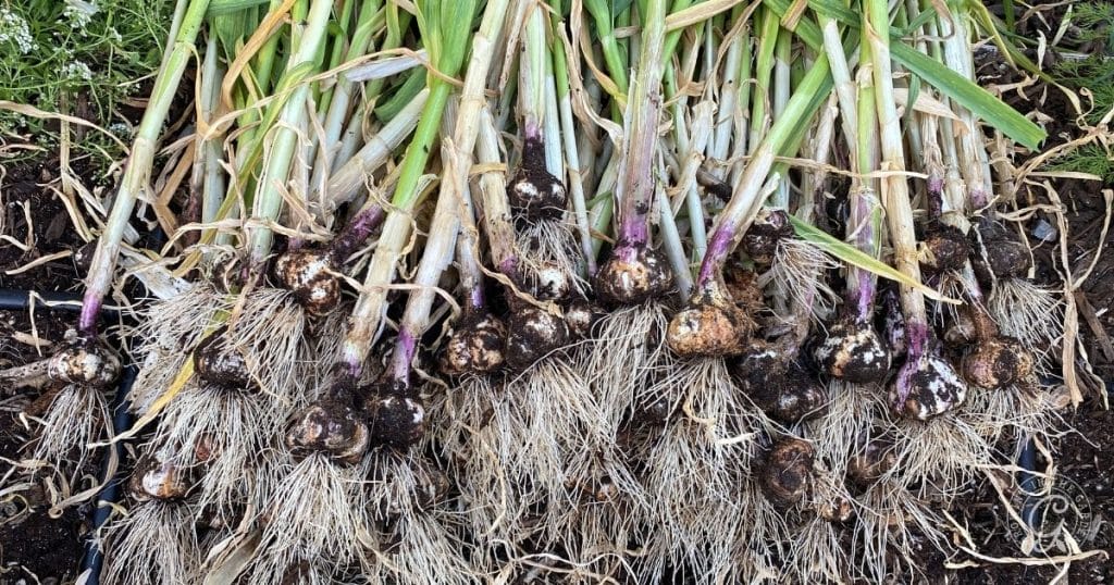 Freshly harvested garlic bulbs with long stems and roots, lying in a pile on soil—perfect for anyone interested in how to grow garlic or even learning how to grow garlic in Arizona. The bulbs still have some dirt, and the green stalks are tangled together.