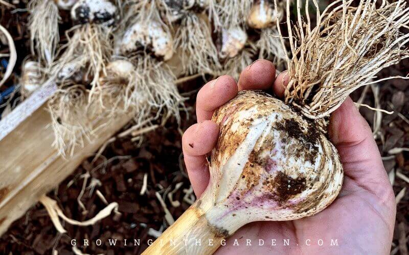 When you think of seed saving - think outside the box a little. There are many crops that, if you save bulbs or learn how they propagate, you can grow enough to consume and set aside some to replant the following season. 