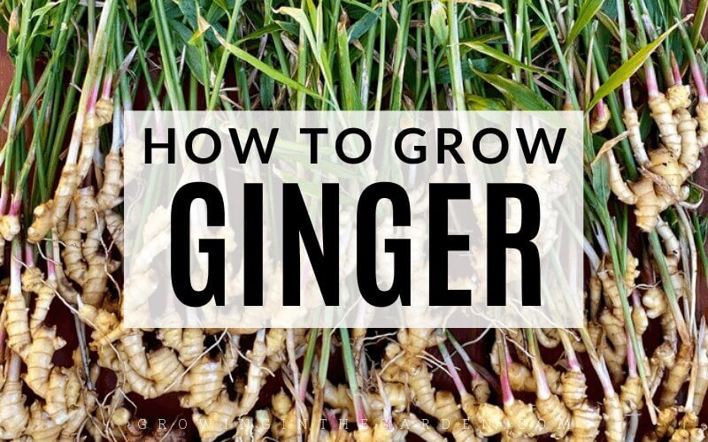 How to Grow Ginger: 8 Tips for Growing Ginger