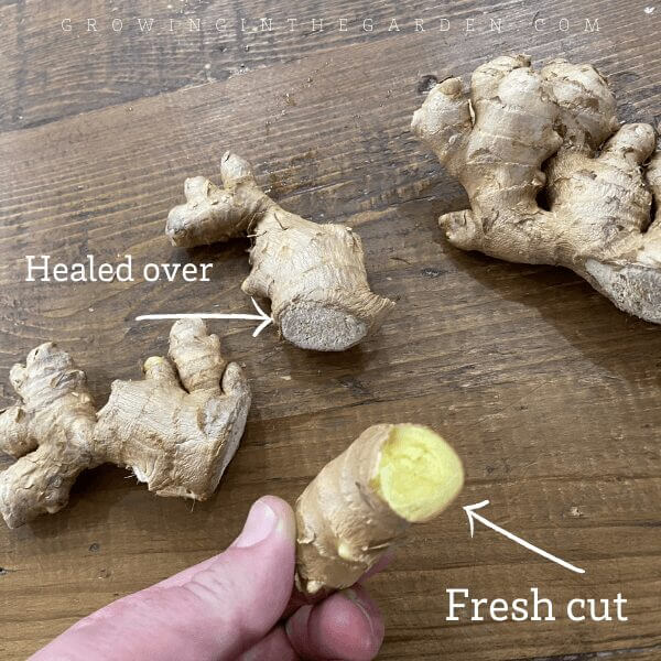 How to Grow Ginger: 8 Tips for Growing Ginger