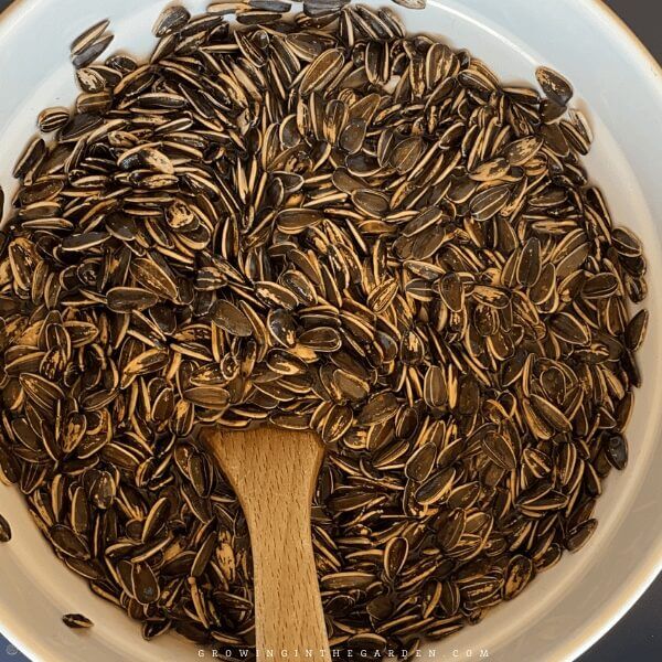 soak sunflower seeds in salted water overnight