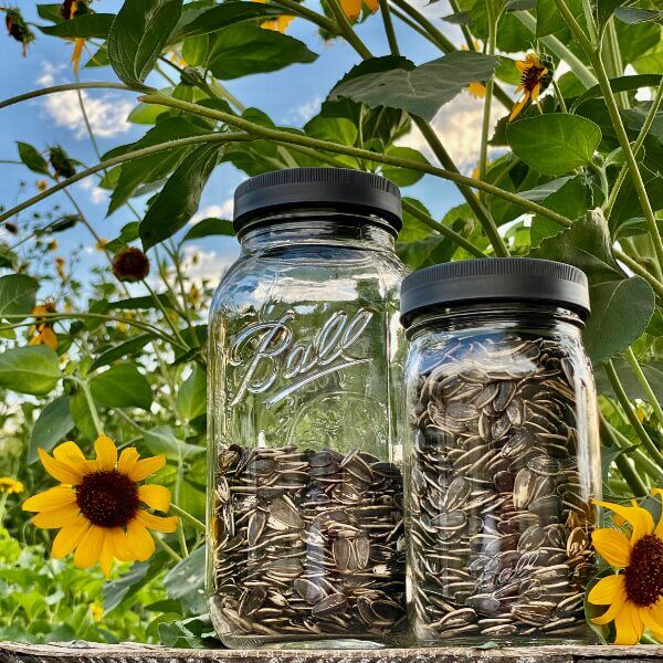 store sunflower seeds in a sealed jar after roasting