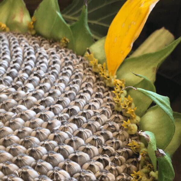 How to Grow, Harvest, and Roast Edible Sunflower Seeds