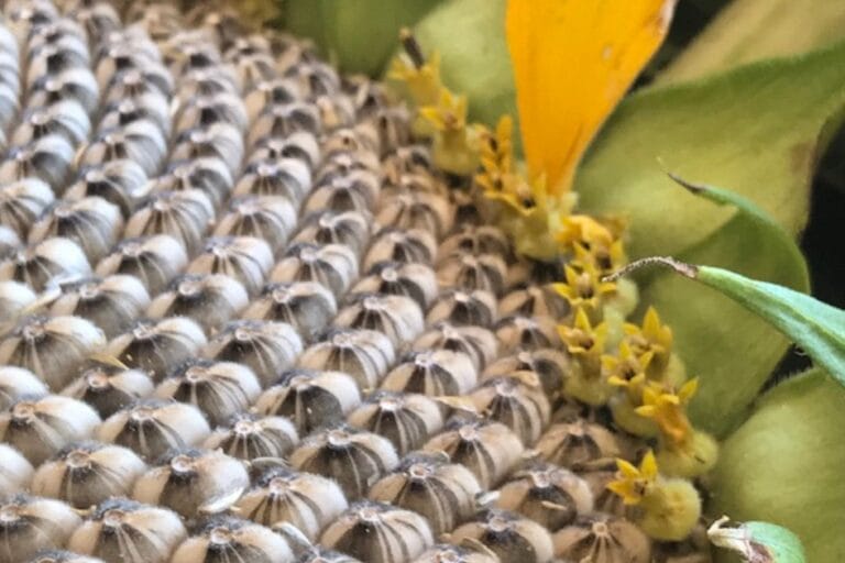 How to Grow, Harvest, and Roast Edible Sunflower Seeds featured image