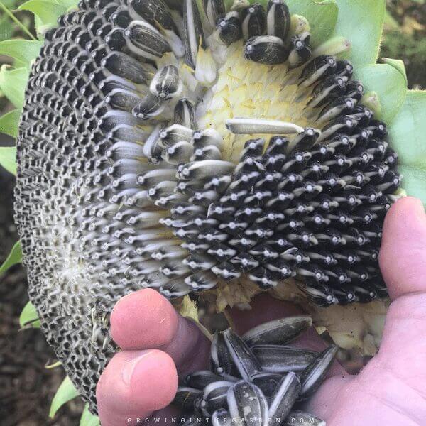 How to Grow, Harvest, and Roast Edible Sunflower Seeds