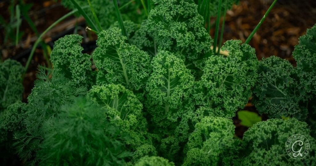 Curly green kale leaves from a healthy kale plant growing in a garden, surrounded by other lush green plants.
