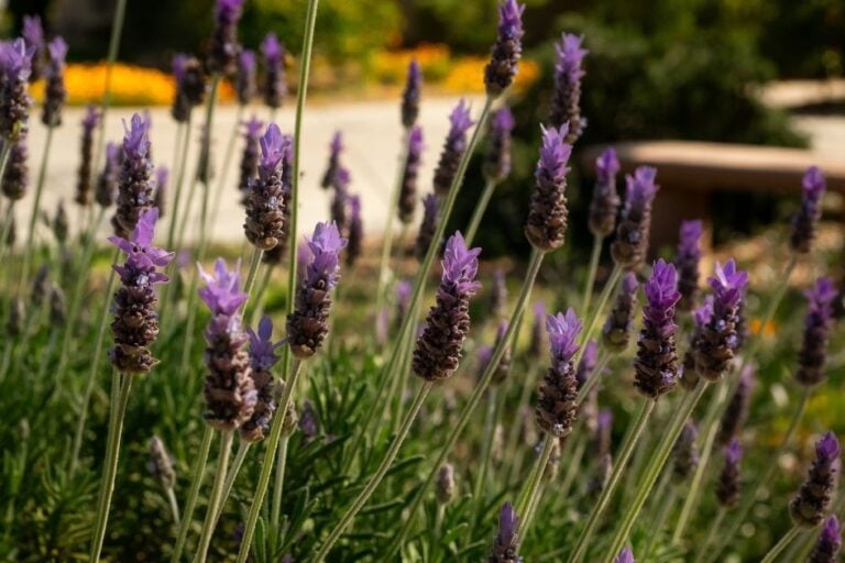 How to Grow Lavender in Hot Climates featured image