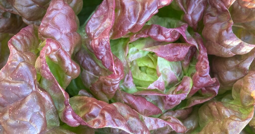 How to Grow Lettuce