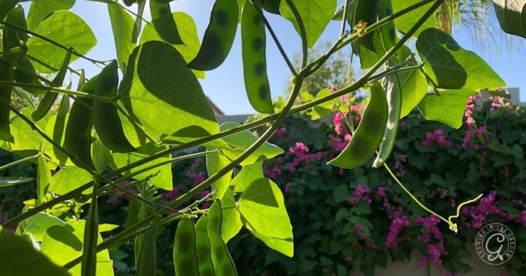 Green bean pods hanging from a plant, with sunlight and pink flowers in the background—an inspiring sight for anyone learning how to grow lima beans at home.