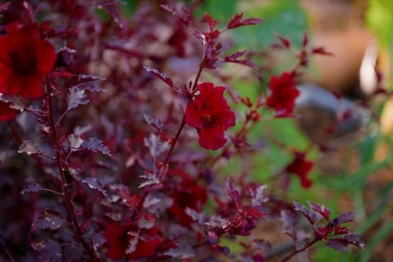 How to Grow Mahogany Splendor Hibiscus featured image