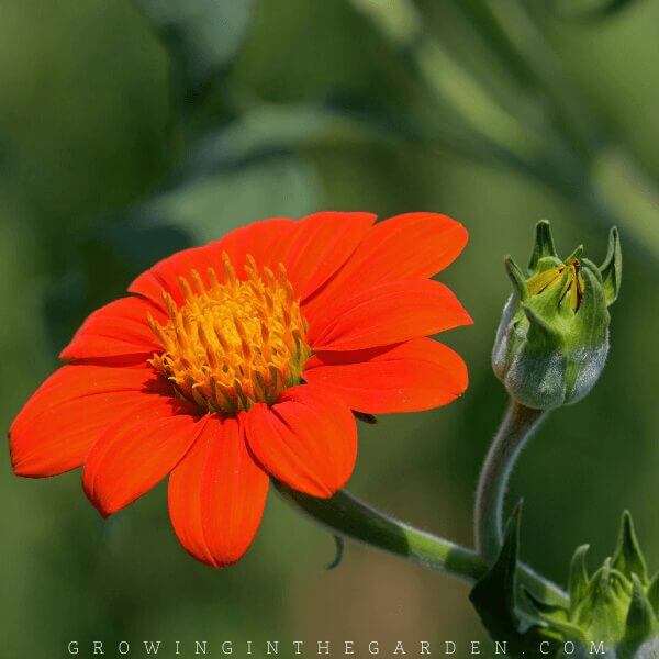 How to Grow Mexican Sunflowers: 5 Tips for Growing Tithonia