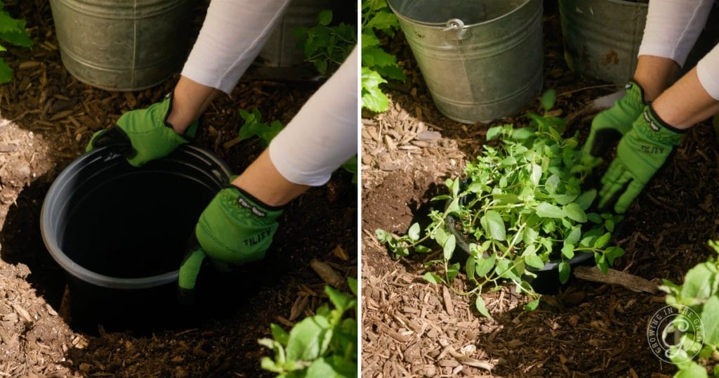 Invasive Mint: How to Prevent Mint from Spreading