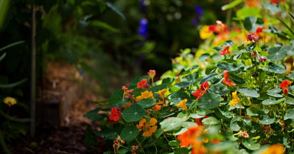How to Grow Nasturtiums_ How to Plant, Grow, and Care for Nasturtiums