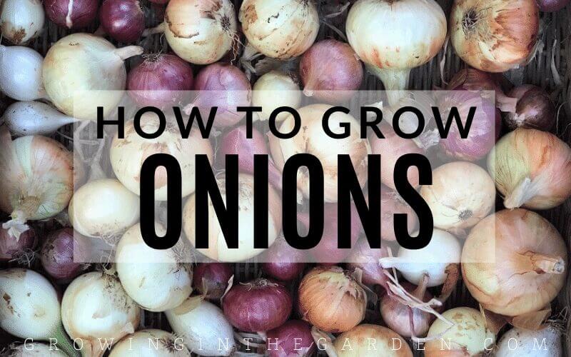 How to Grow Onions - 10 Tips for Growing Onions