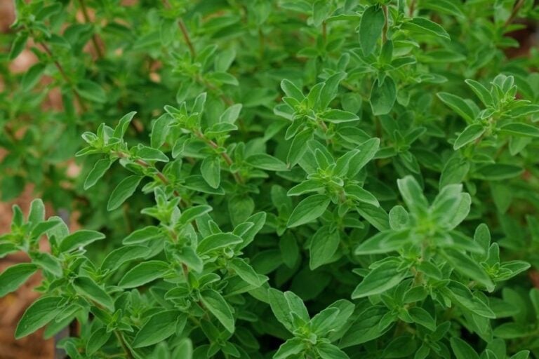 How to Grow Oregano featured image