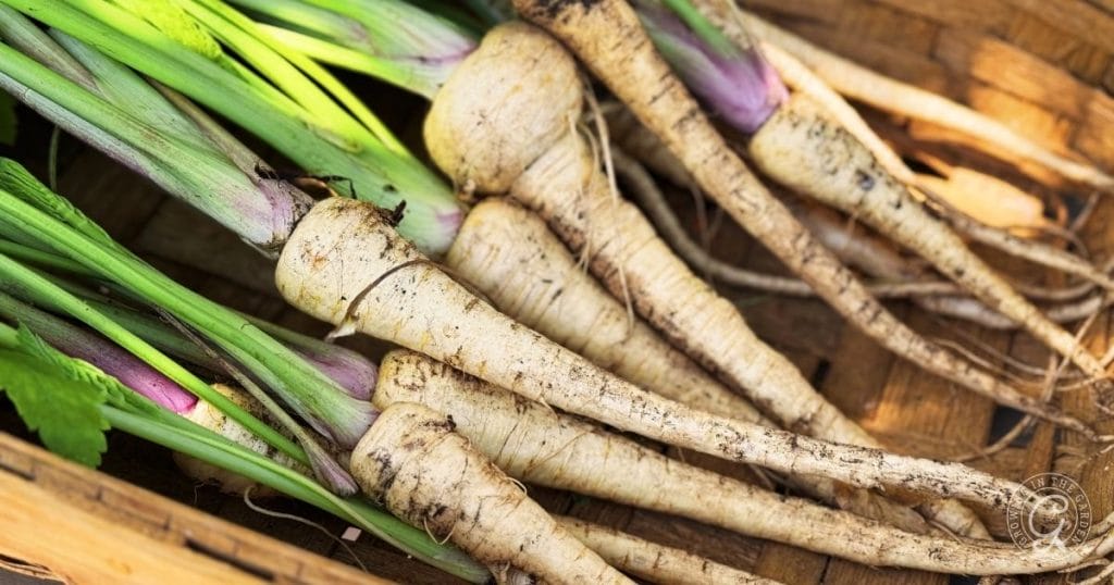 Several freshly harvested parsnips with green tops in a woven basket, perfect for those learning how to grow parsnips at home.