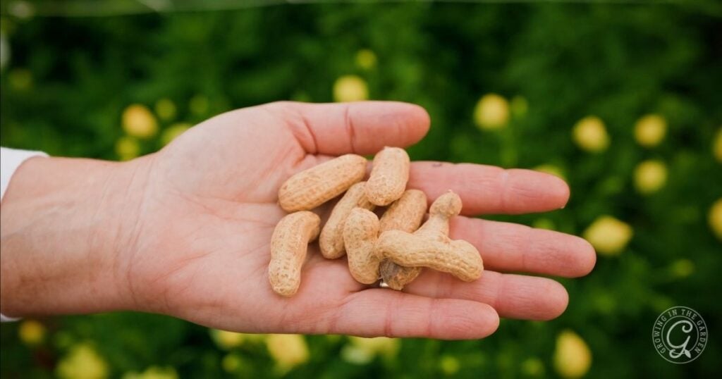 A hand holding several unshelled peanuts hints at the rewarding process of learning how to grow peanuts, set against a blurred green and yellow background.