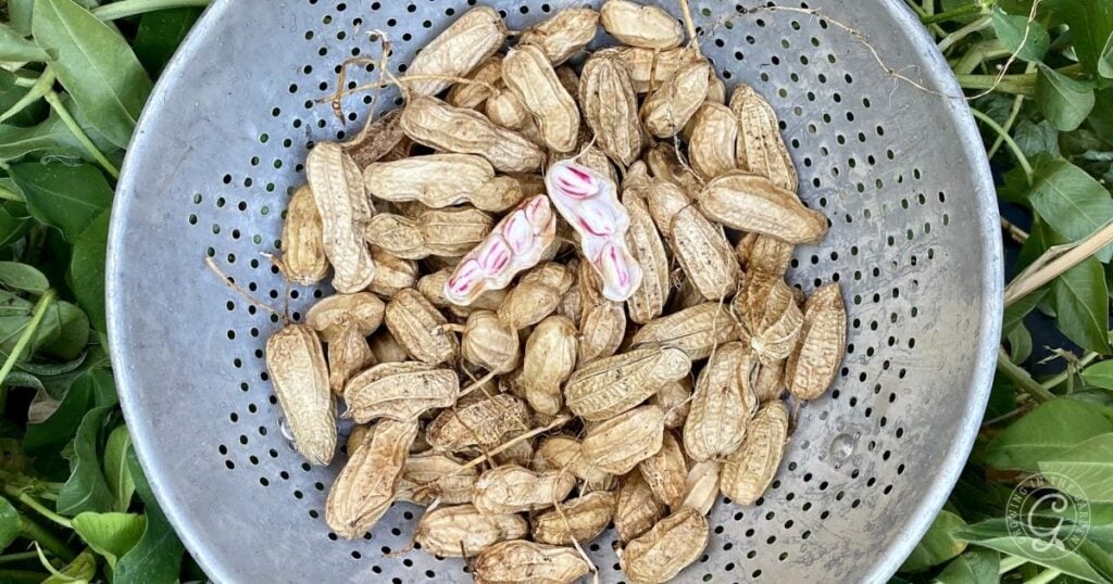 A metal colander filled with unshelled peanuts, with a few shelled peanuts showing pink-striped seeds—perfect inspiration if youre curious about how to grow peanuts at home.