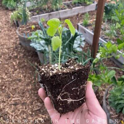 Plant transplants on a shady day, late afternoon, or early evening.