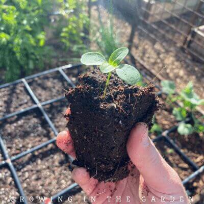 Plant transplants on a shady day, late afternoon, or early evening.