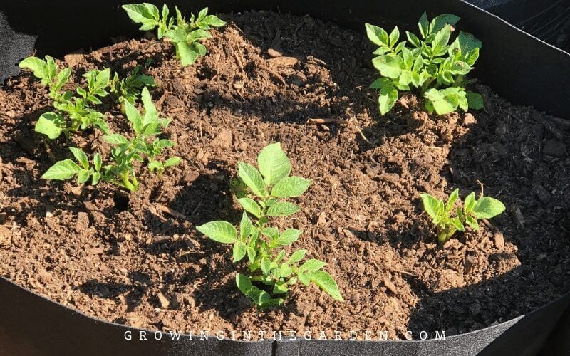 How to Grow Potatoes in Containers