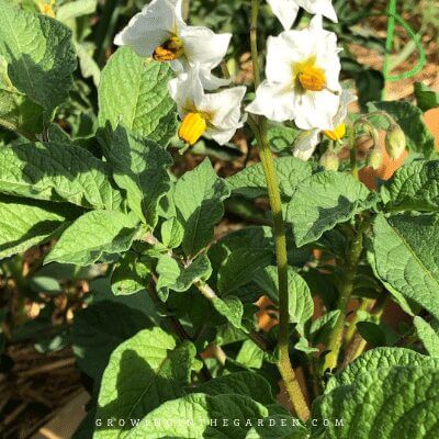 How to Grow Potatoes in Containers