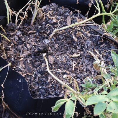 How to Grow Potatoes in Containers